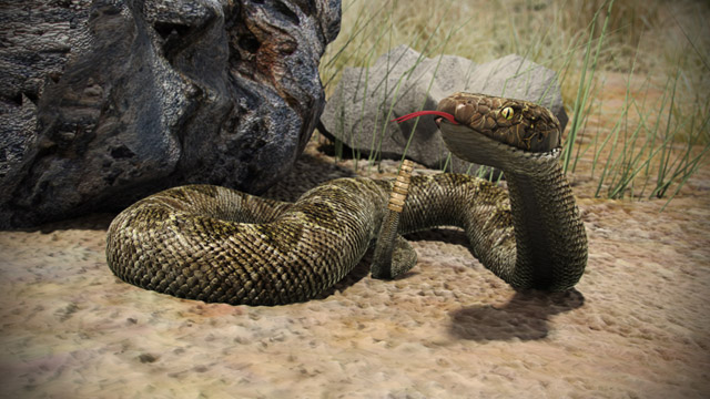 First Aid - Snake Bites