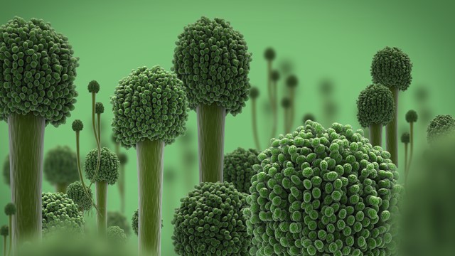 Mold Awareness and Prevention