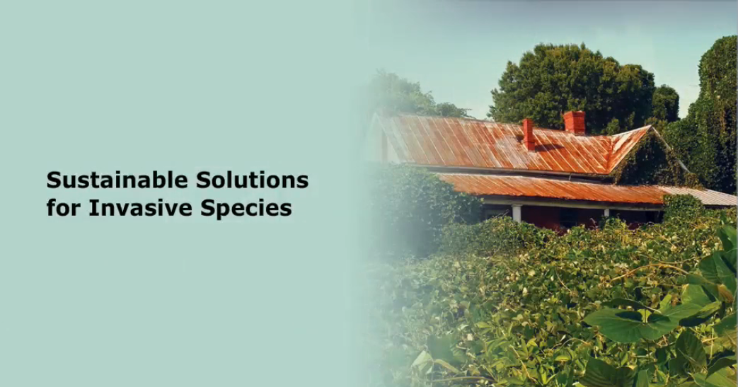 Sustainable Solutions: Invasive Species 